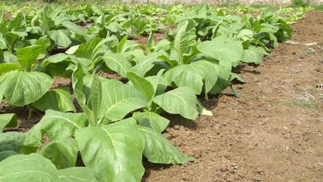 close-up of tobacco plants in a field