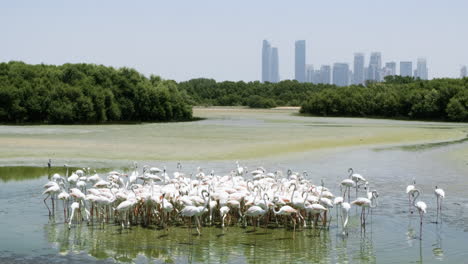 Un-Gran-Grupo-De-Flamencos-Alimentándose-En-El-Santuario-De-Vida-Silvestre-Ras-Al-Khor-En-Dubai,-Emiratos-árabes-Unidos,-Con-Un-Paisaje-Urbano-En-El-Fondo