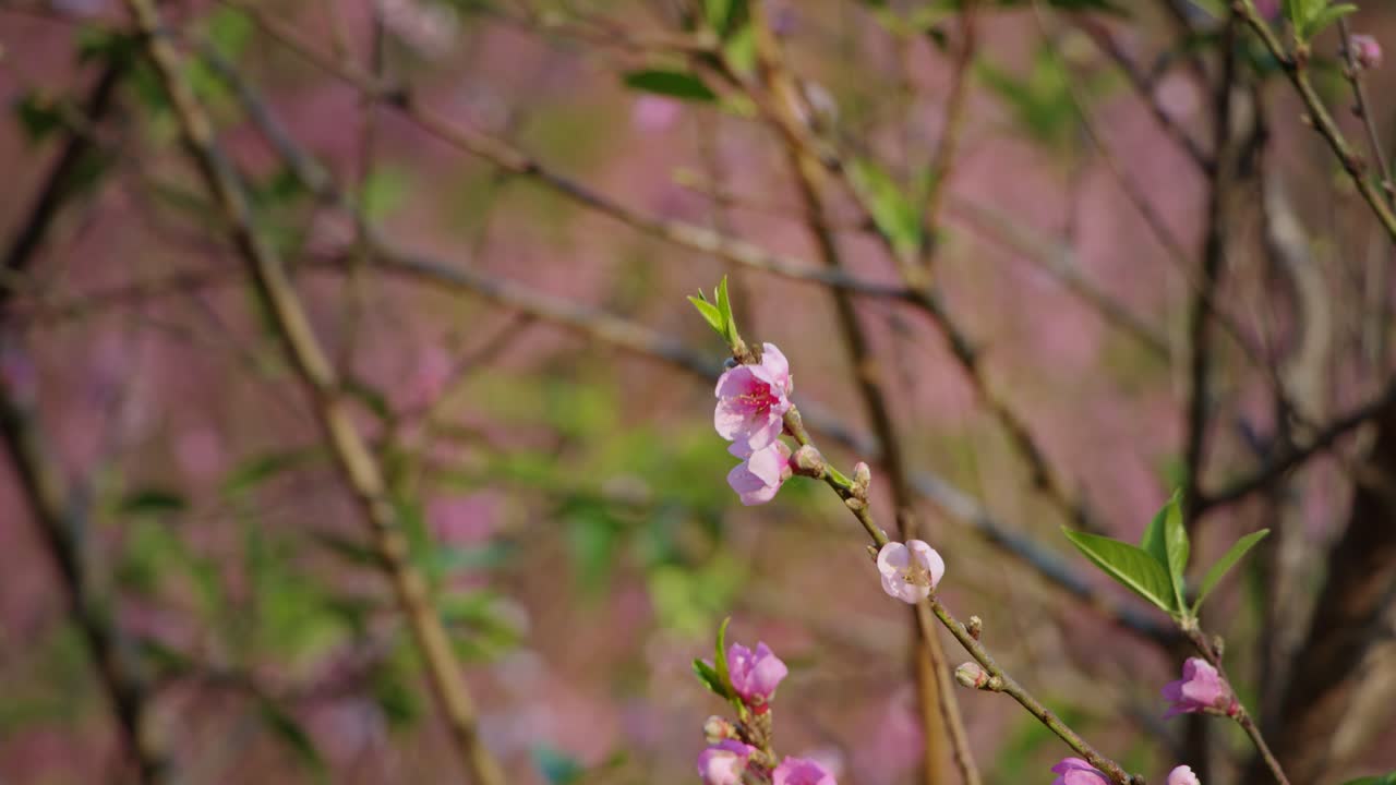 봄에 분홍색 꽃이 피고