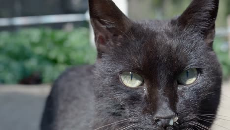 black cats in a garden