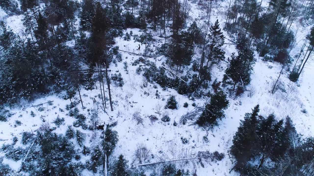 vista aérea de un bosque durante el invierno