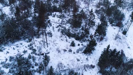 Vista-Aérea-De-Un-Bosque-Durante-El-Invierno