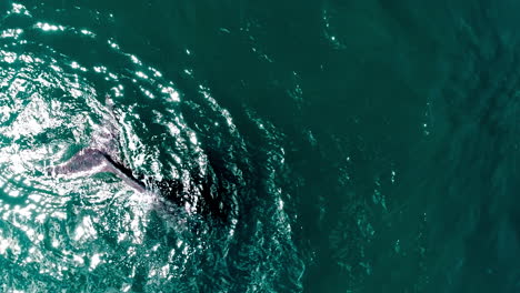 A Southern right whales going to the surface in argentina, into the atlantic ocean in front of peninsula vald&eacute;s