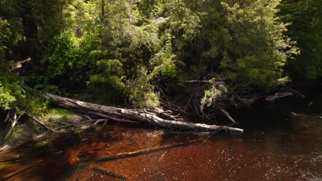 bravo reddish river with turpid trees, myrtles in the park tepuhueico chiloe chile, virgin ecosystem