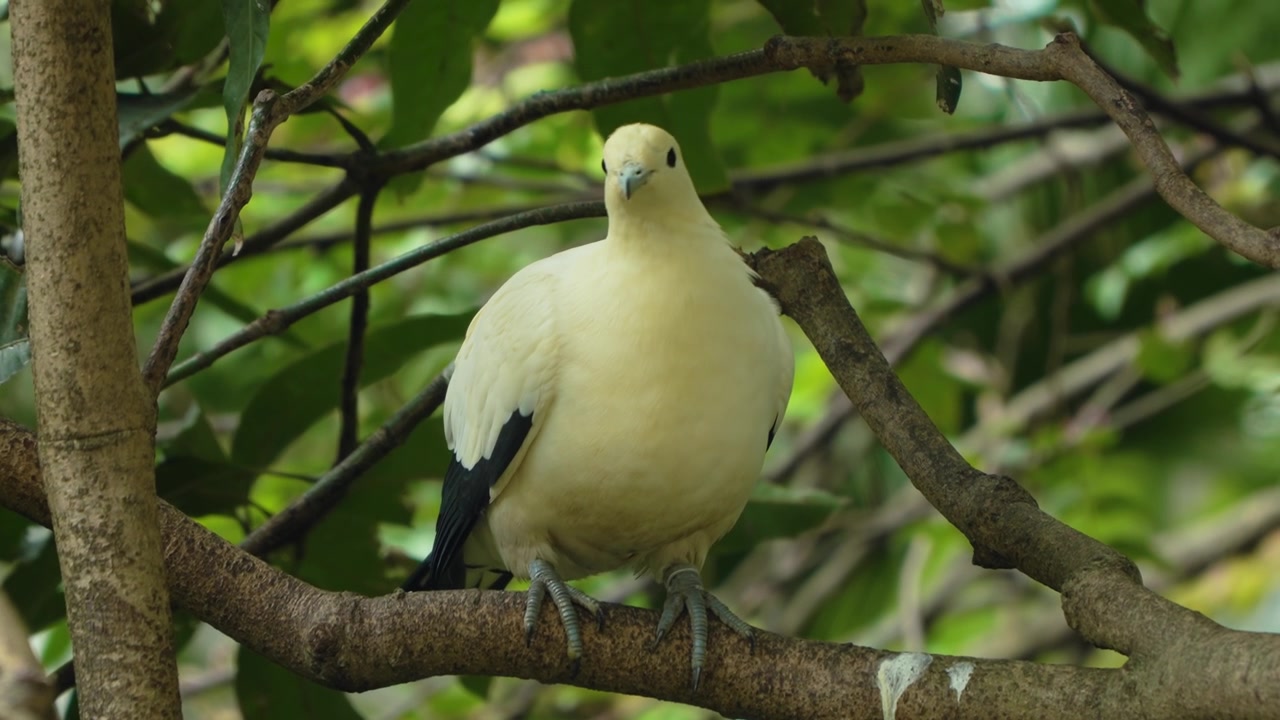Colomba frugivora pettogialla appollaiata su un ramo tropicale che si pulisce attivamente le piume e allarga le ali in un lussureggiante giardino aviario.