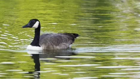 a canada goose swims through a southern california pond