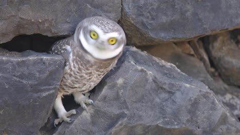 a spotted owlet getting out of a fissure in the rocks which is its nest and flying away to bask in sun during early morning in india