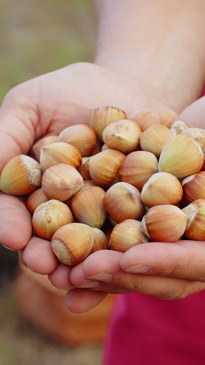 Closeup agronomist man farmer shows pile of raw unshelled hazelnuts in palm of hands good harvest