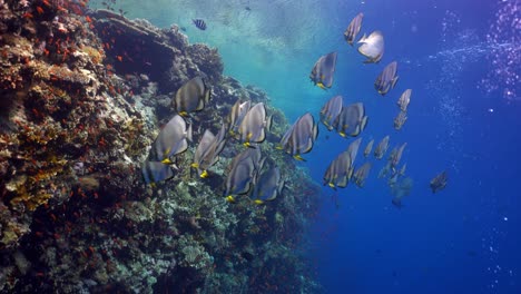 school of platax swimming next to a beautiful coral reef