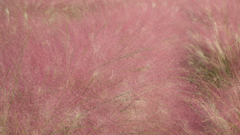 Pink-Muhly-Grass-Close-up-in-Pocheon-Herb-Island-Farm---Natural-Background