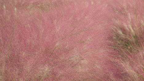 rosa muhly-gras in der pocheon herb island farm - natürlicher hintergrund