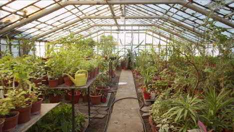 interior of flower greenhouse