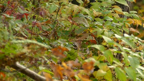 small junco bird hides thru fall leaves colored in beautiful shades of yellows