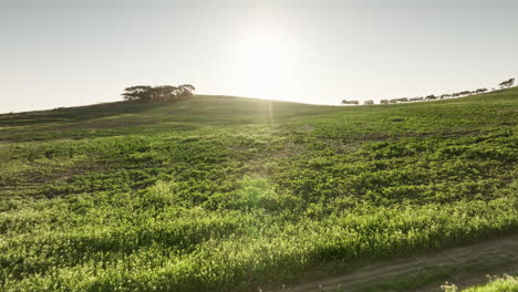 a sunny day on a grassy field