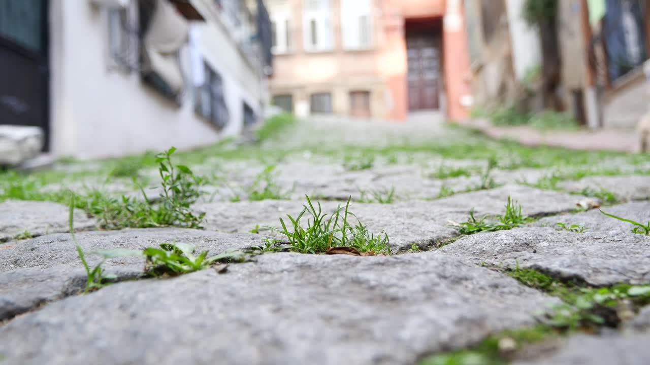 잔디가 자라는 자갈로 된 골목길