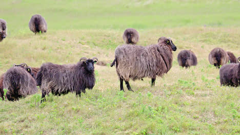 Hebridean-sheep,-adult,-grazing-coastal-grassland,-reserve-habitat-management,-Gibraltar-Point-N