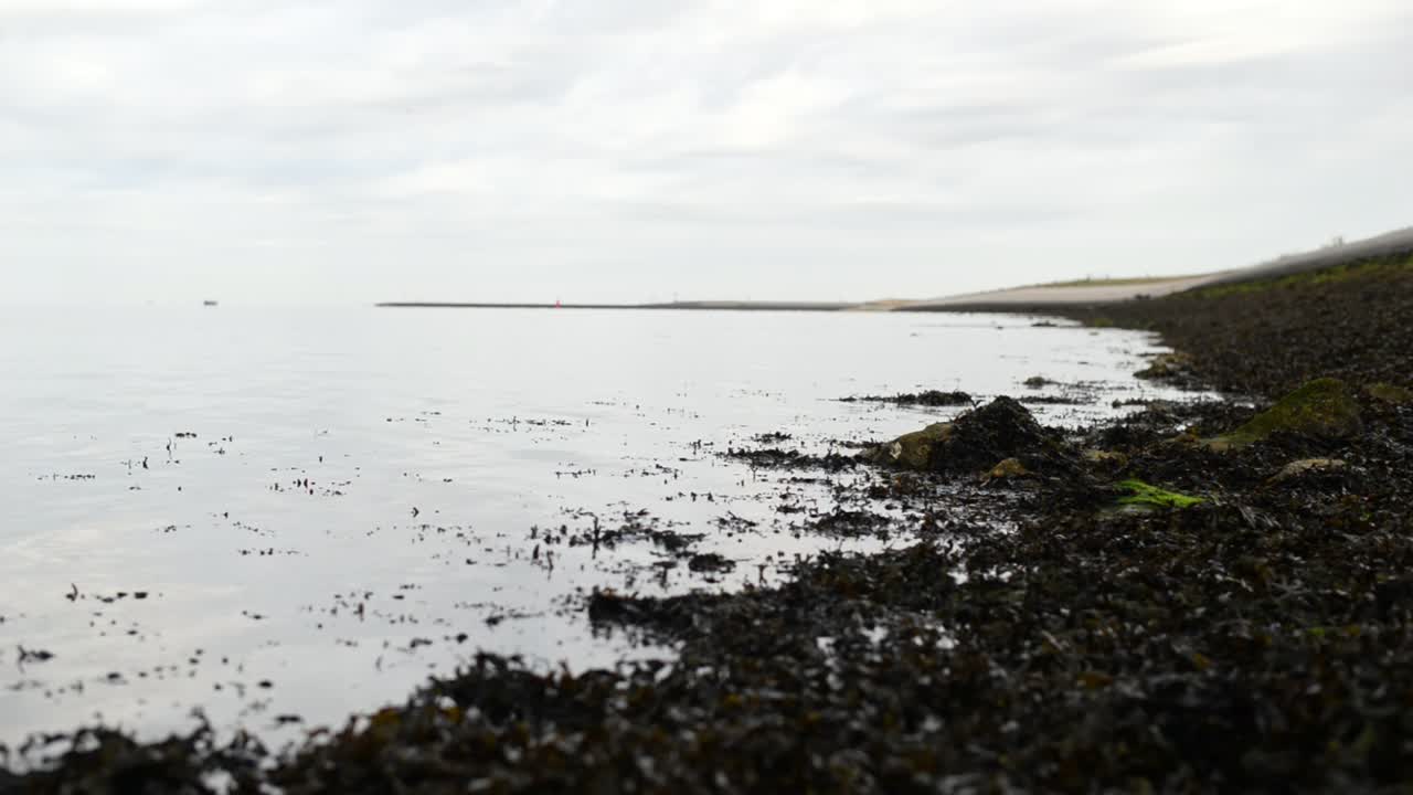 물 위에 떠있는 해초와 함께 썰물 때 북해 해안 가까이