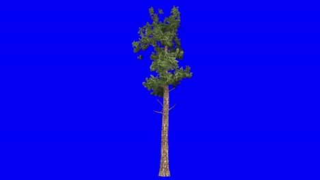 Árbol-De-Coníferas-General-3d-Con-Efecto-De-Viento-En-Animación-3d-De-Pantalla-Azul