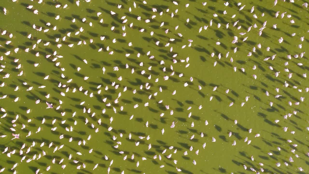 vista de las aves del avión no tripulado de la bandada de flamencos en el lago elementaita rift valley, kenia