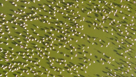 drone birds eye view of flamingo flock on lake elementaita rift valley kenya