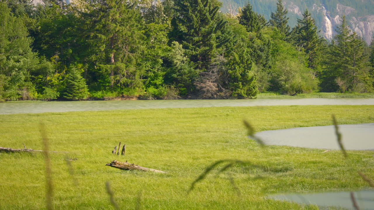 Serene Wind-Blown Grass Footage in Squamish, British Columbia - Nature's Tranquility