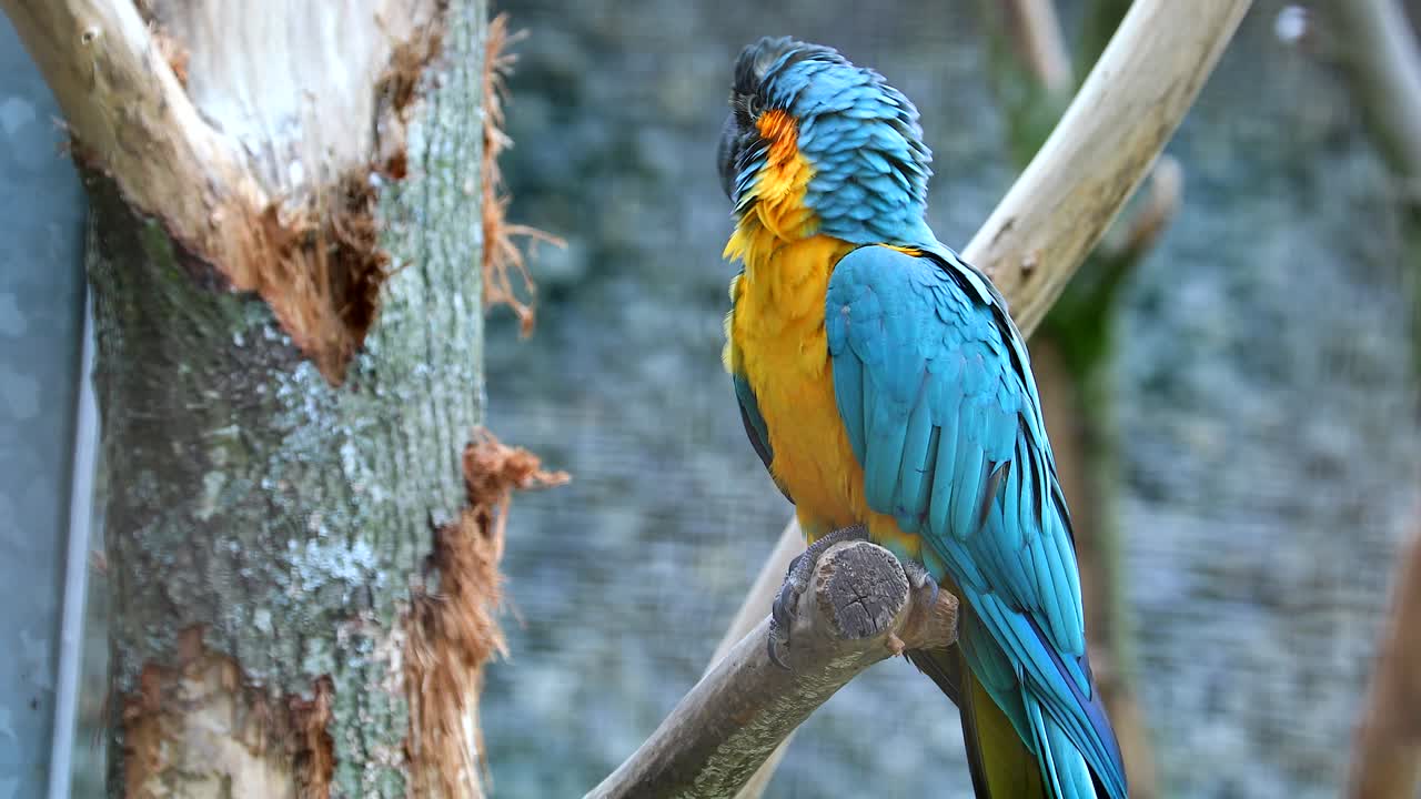 loro volando lejos de la rama de un árbol