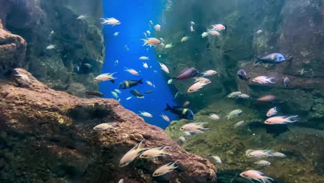 tropical fish swimming in an aquarium