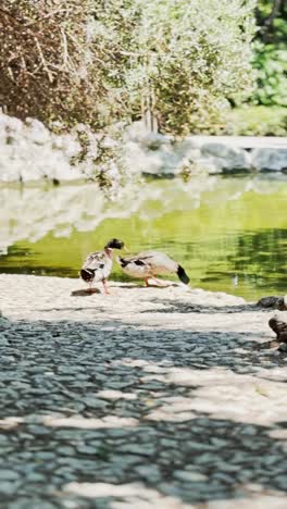 Duck Drying Its Wings by the Edge of Green Pond