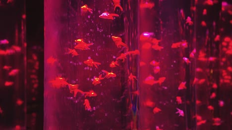 Bubbling-Goldfish-Tank-with-water-cascading-over