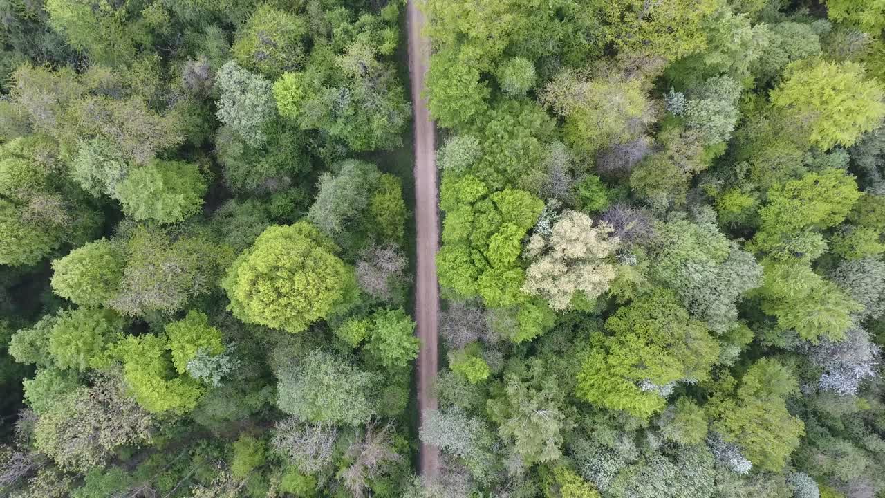 camino en un bosque de madera dura por avión no tripulado. vista vertical, verdun, lorraine, francia.