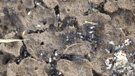 black ants scurrying to move their eggs from an exposed nest in thailand