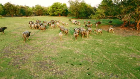 Grupo-De-Búfalos-Tailandeses-En-La-Industria-Animal-Del-Campo-De-Hierba