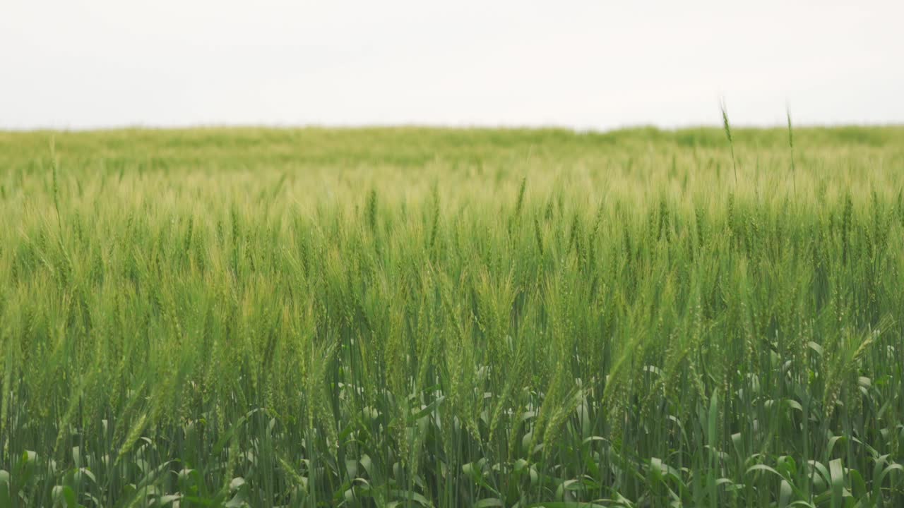 campo de trigo en verano en un día nublado