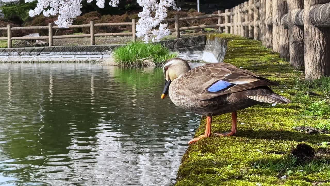 Duck by a pond in Sakura Park, Aomori, Japan, springtime scene with calm mood