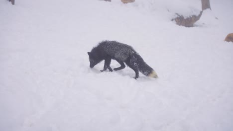 Einsamer-Schwarzer-Fuchs-In-Nebliger,-Schneebedeckter-Landschaft