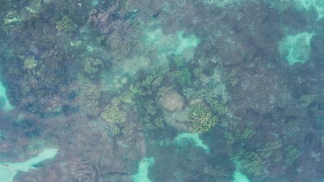 perfect clear water conditions in tropical habitat showing beautiful coral reef