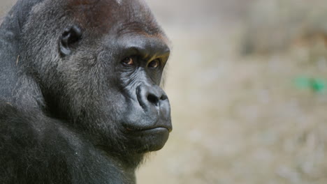 portrait of an adult male gorilla, side view