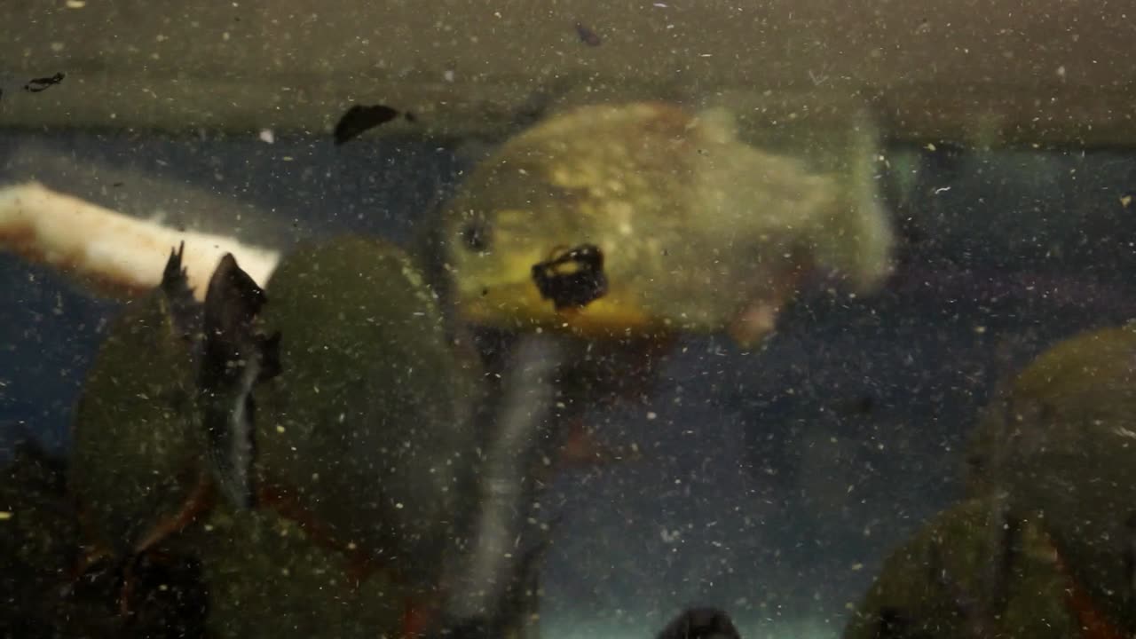 Feeding frenzy causes fresh water to be filled with particles by red piranhas