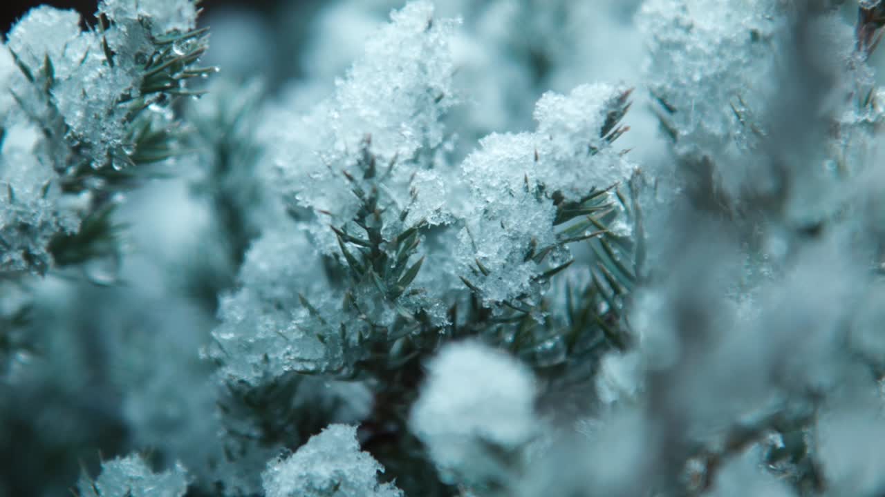 The first autumn snow falls on the leaves of the tree