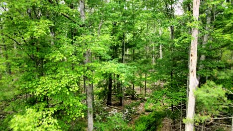 Rising-above-the-trees-in-the-catskill-mountains-during-summer