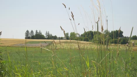 campo tranquilo en campo pequeño