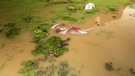 person harvesting vivid pink water lily from pond in southeast asia