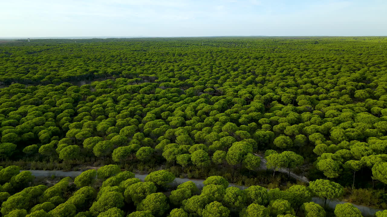 큰 녹색 소나무 농장과 지평선의 푸른 하늘에 대한 공중 전망 - 스페인의 목가적인 숲 나무
