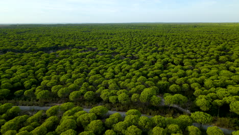 AERIAL view over large green Pine tree Plantation and blue sky at horizon - Idyllic growing forest trees in Spain