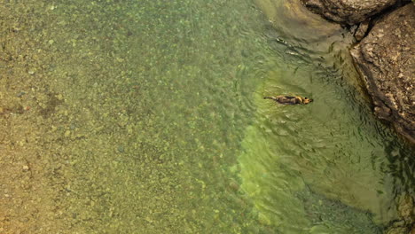 Luftaufnahme---Deutscher-Schäferhund-Entgeht-Der-Hitze,-Indem-Er-Im-Bach-Schwimmt