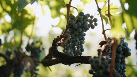 Closeup-Trauben-Rotwein-Reife-Trauben