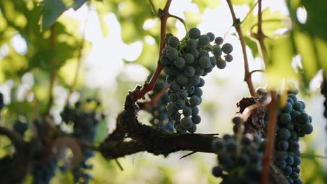 primer plano uvas vino tinto uvas maduras