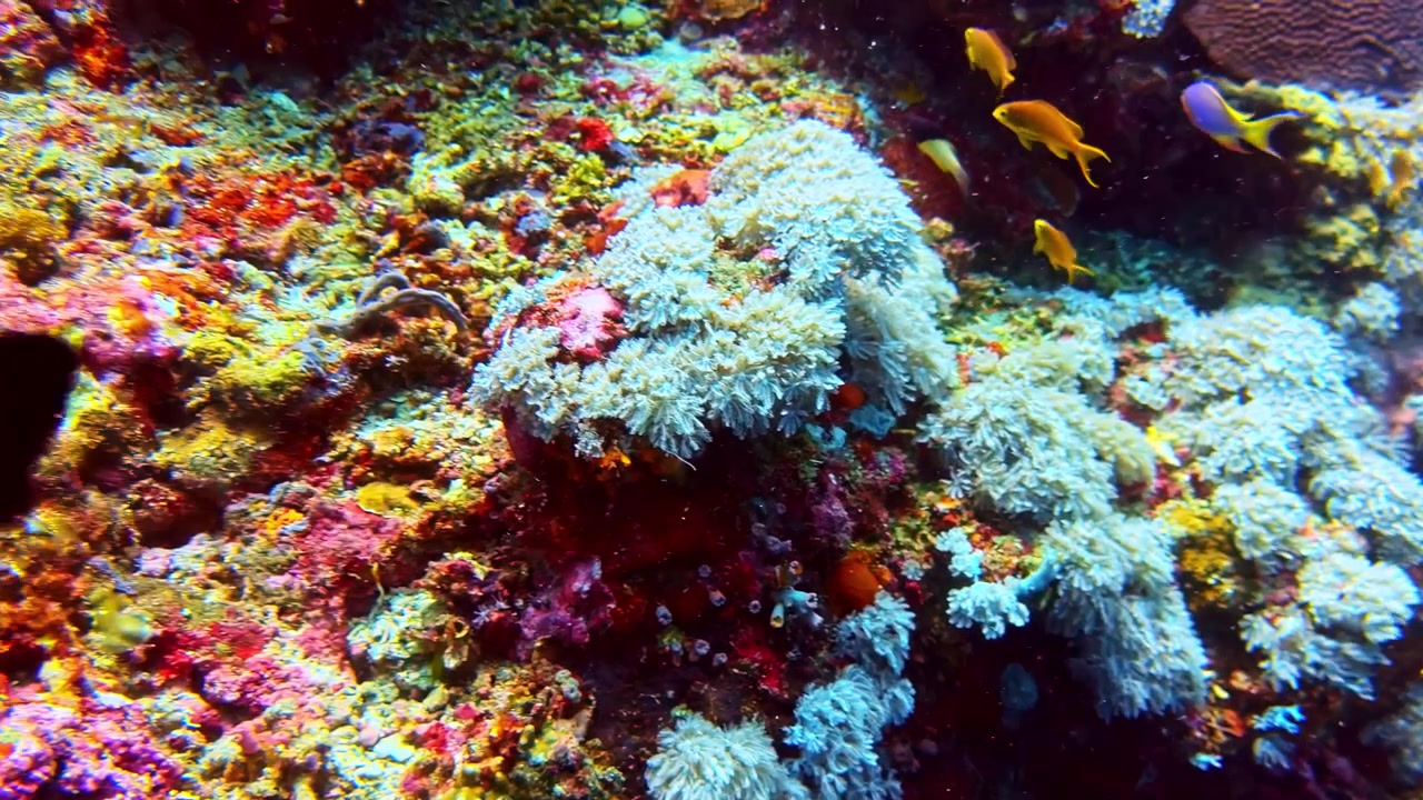 Un esotico pesce damigella blu brillante nuota oltre una vivace e colorata parete di barriera corallina brulicante di piccoli pesci marini nell'Oceano Pacifico tropicale.