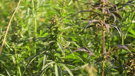 Video-of-hemp-plants-in-sunlit-green-fields-at-dawn