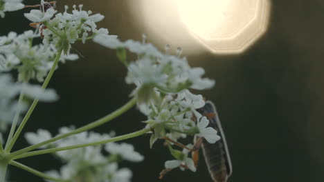 beetle on a white flower